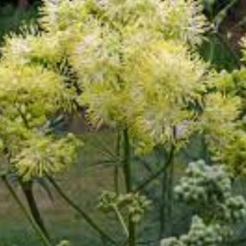 THALICTRUM LUCIDIUM