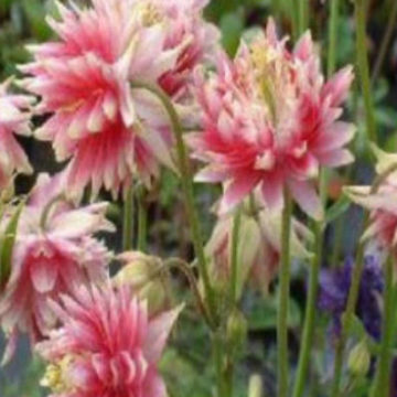 AQUILEGIA NORA BARLOW