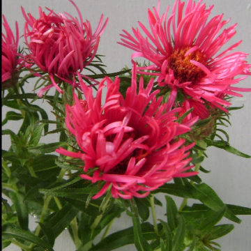 ASTER NOVAE ANGLIAE PINK