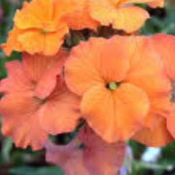 ERYSIMUM ORANGE