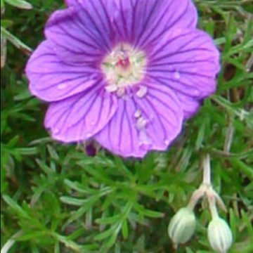 GERANIUM INCANUM