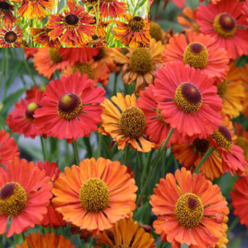 HELENIUM AUTUMN SHADES