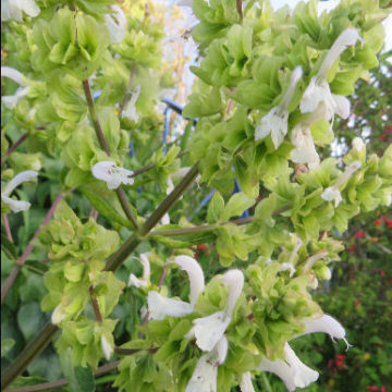 SALVIA CANARIENSIS ALBA
