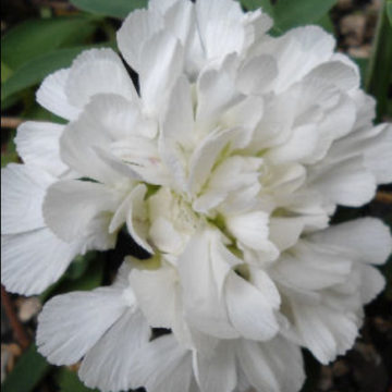 SILENE MARITIMA SWAN LAKE
