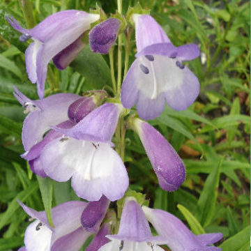 PENSTEMON ALICE HINDLEY