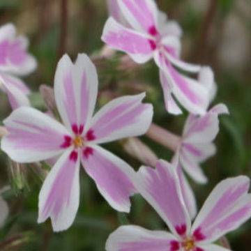 PHLOX SUBULATA TAMAONGALEI