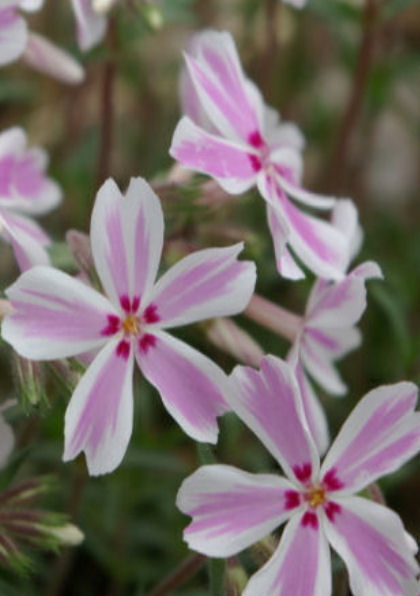 PHLOX SUBULATA TAMAONGALEI