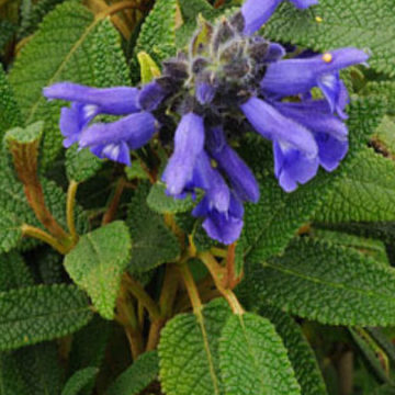 SALVIA CORRUGATA