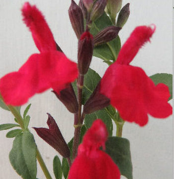 SALVIA GREGGII RED