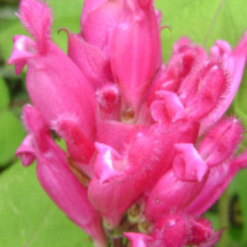 SALVIA  INVOLUCRATA