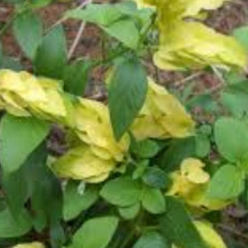 JUSTICIA BRANDEGEANA  LUTEA