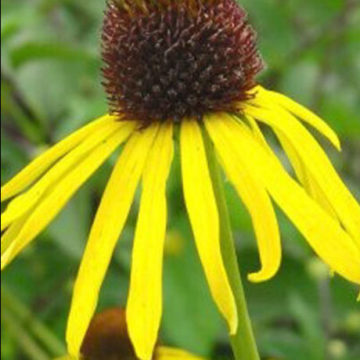 ECHINACEA PARADOXA