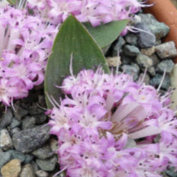 POLYXENA ENSIFOLIA PINK