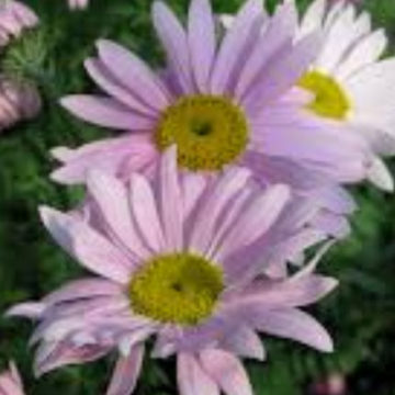 TANACETUM COCCINEUM ROBINSONS PINK