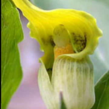 ARISAEMA FLAVUM