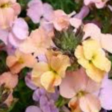 ERYSIMUM PASTEL PACTHWORK