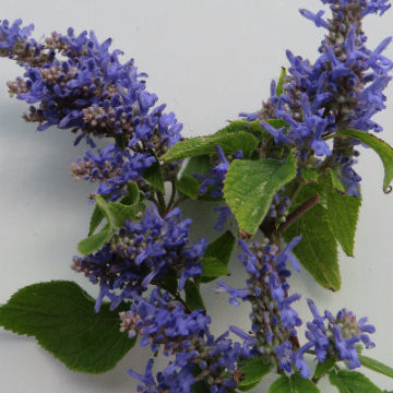 SALVIA BLUEBIRD