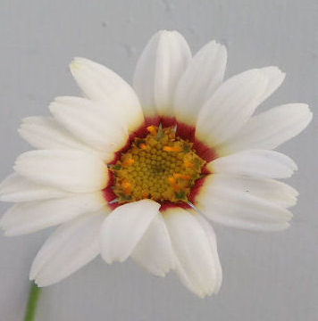 CHRYSANTHEMUM CATANANCHE