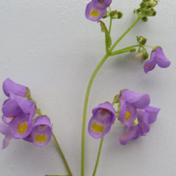 JOVELLANA SPECIES
