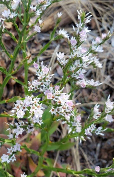 LIMONIUM TARTARICUM