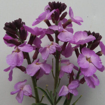 ERYSIMUM  MAUVE