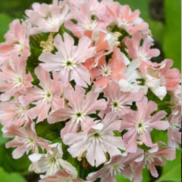 LYCHNIS CHALCEDONICA CARNEA