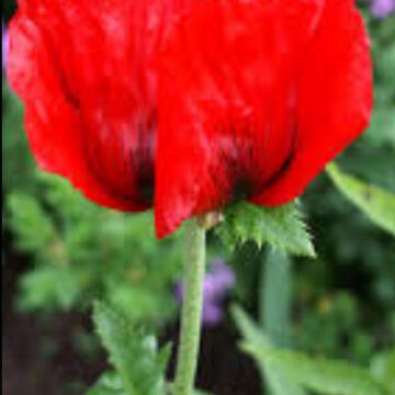 PAPAVER BEAUTY OF LIVERMERE