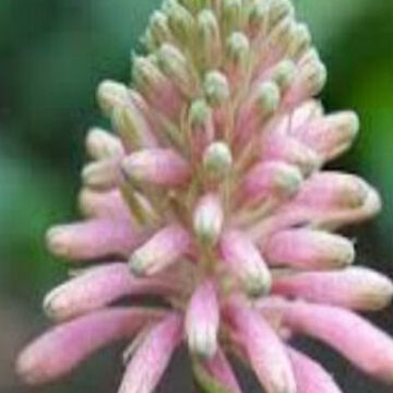 VELTHEIMIA BRACTEATA
