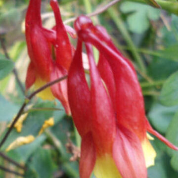AQUILEGIA CANADENSIS
