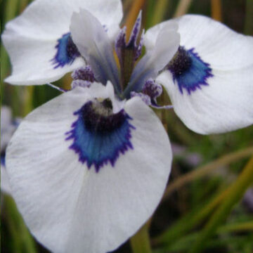 MORAEA ARISTATA