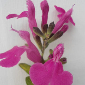 SALVIA JAMENSIS MARGO