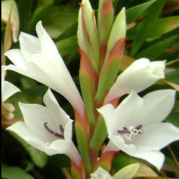 WATSONIA HUMILIS – DWARF