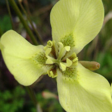 MORAEA BELLENDENII