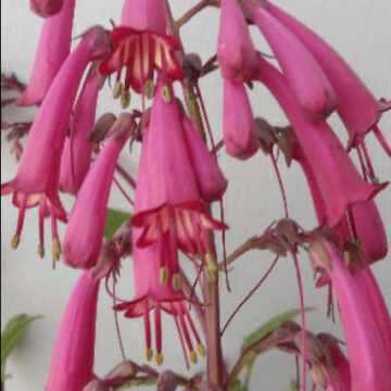 PHYGELIUS – ROSE PINK