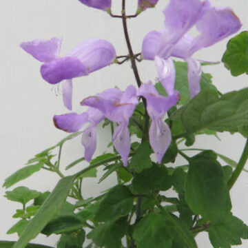 PLECTRANTHUS SACCATUS