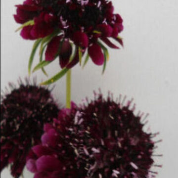 SCABIOSA ATROPURPUREA MIDNIGHT