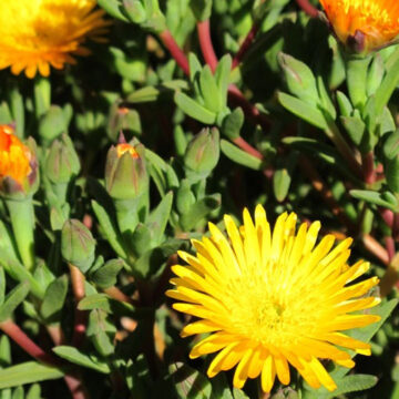 MESEMBRYANTHEMUM GOLD