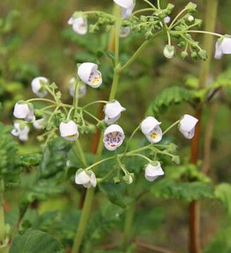 CALCEOLARIA SINCLAIRII