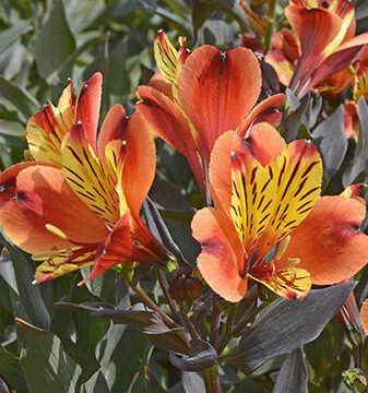 ALSTROEMERIA GOLD AND APRICOT