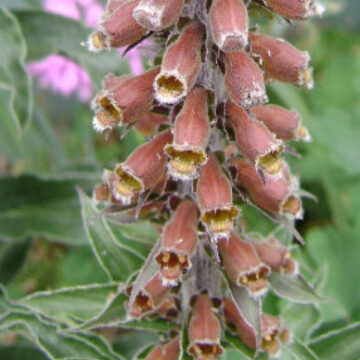 DIGITALIS PARVIFLORA
