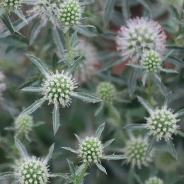 ERYNGIUM PLANUM SILVER SALENTINO