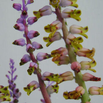 LACHENALIA MUTABILIS