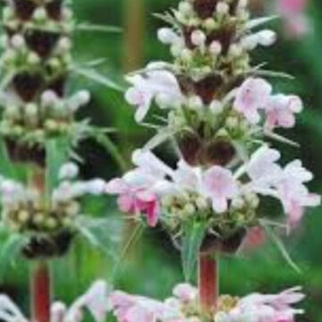 MORINA LONGIFOLIA