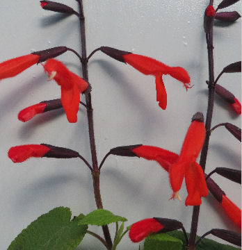 SALVIA GESNERIIFLORA