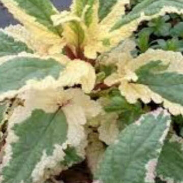 SCROPHULARIA ARTICULATA VARIEGATA