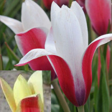 TULIPA CLUSIANA LUCKY DIP