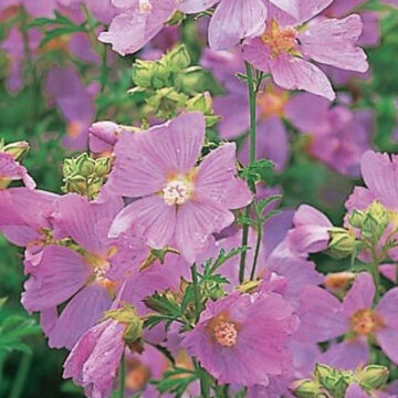 MALVA ALCEA FASTIGIATA