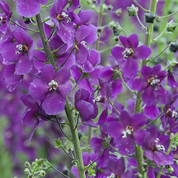 VERBASCUM PHOENICEUM VIOLETTA