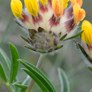 ANTHYLLIS  VULNERARIA