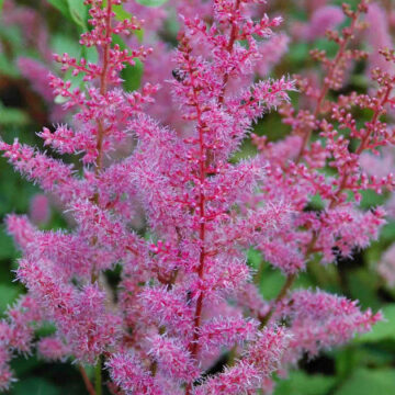 ASTIBLE CHINENSIS TAQUETII HYBRIDS